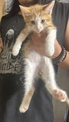 adoptable Cat in napa, CA named Purrsey Napa Petco