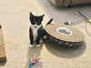 adoptable Cat in napa, CA named Manny