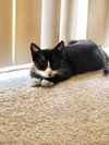 Manny - Photo 2