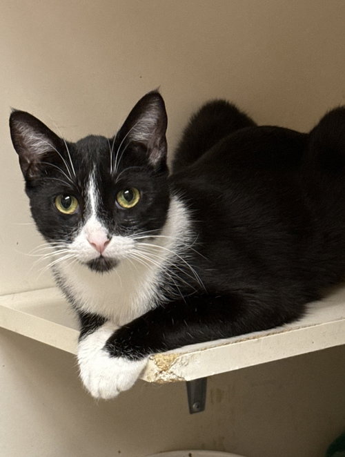Manny, an adoptable Domestic Short Hair in danville, CA