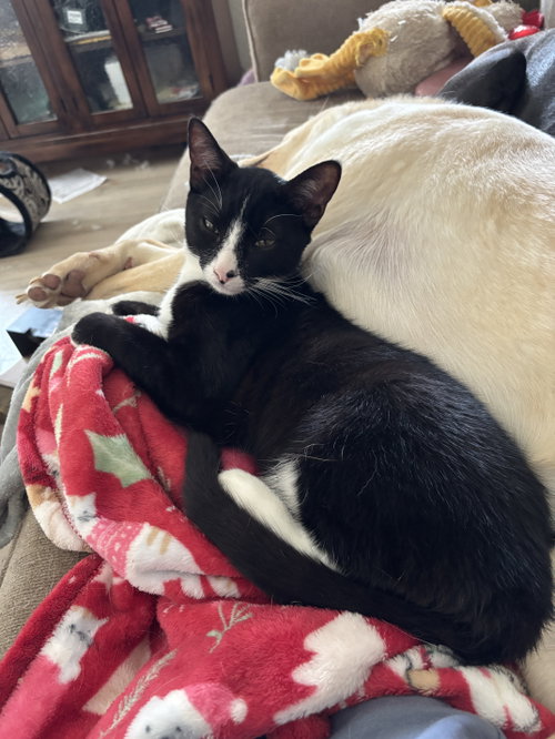MANNY - Domestic Short Hair available for adoption