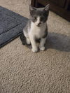adoptable Cat in napa, CA named Jack