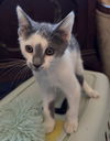 adoptable Cat in napa, CA named Rose