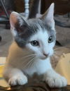 adoptable Cat in napa, CA named Blanche