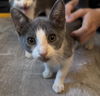 adoptable Cat in napa, CA named Dorothy