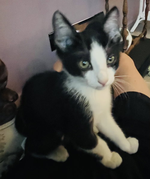 SOPHIA - Tuxedo available for adoption