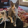 adoptable Cat in  named Keola