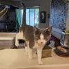 adoptable Cat in napa, CA named Nalani ( SC)