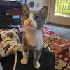 adoptable Cat in napa, CA named Keola ( SC)