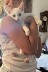 adoptable Cat in napa, CA named Johnathan