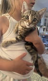 adoptable Cat in napa, CA named Eric