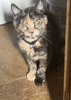 adoptable Cat in  named Hermione