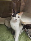 adoptable Cat in napa, CA named Ashley (Napa Petco)
