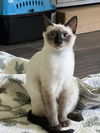 adoptable Cat in napa, CA named Bonbon ( BB)