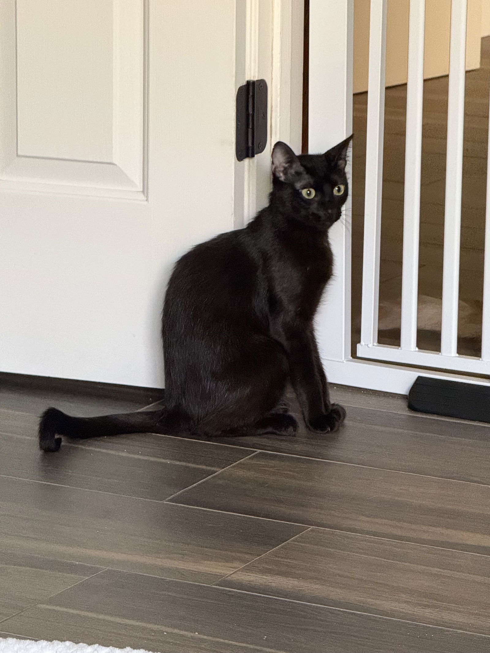 adoptable Cat in Napa, CA named Rolo ( BB)