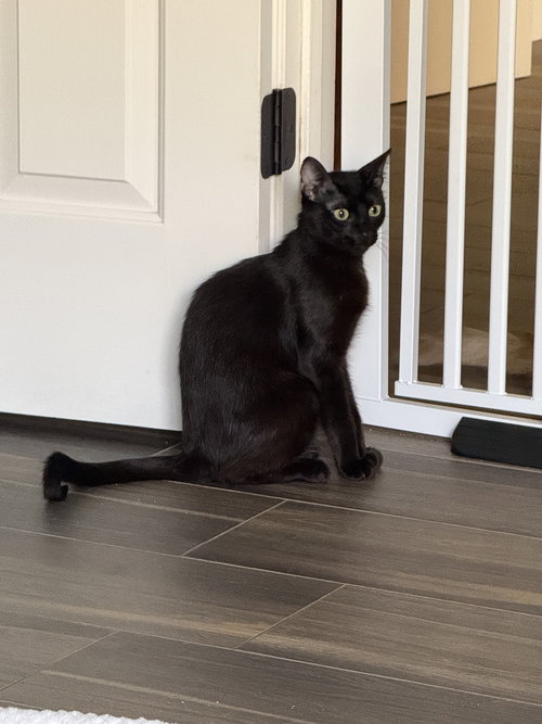 picture of the cat needing adoption