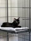 Rolo ( BB Napa Petco)) - Photo 2