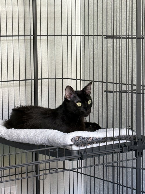 ROLO ( BB NAPA PETCO)) - Domestic Short Hair / Siamese available for adoption