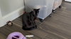Rolo ( BB Napa Petco)) - Photo 3