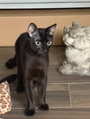 Rolo ( BB Napa Petco)) - Photo 4