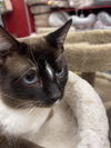 adoptable Cat in  named Charlie (Napa Petco)
