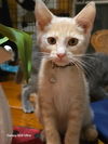 adoptable Cat in napa, CA named Truffle