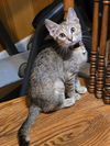 adoptable Cat in napa, CA named Gracie
