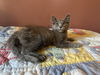 adoptable Cat in napa, CA named Atticus