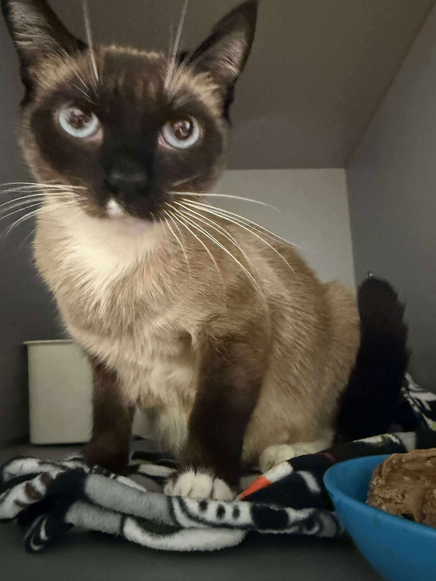 adoptable Cat in Napa, CA named Sage (Napa Petco)
