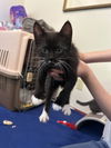 adoptable Cat in napa, CA named Rooster