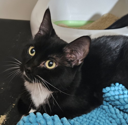 ROSIE SC - Tuxedo available for adoption