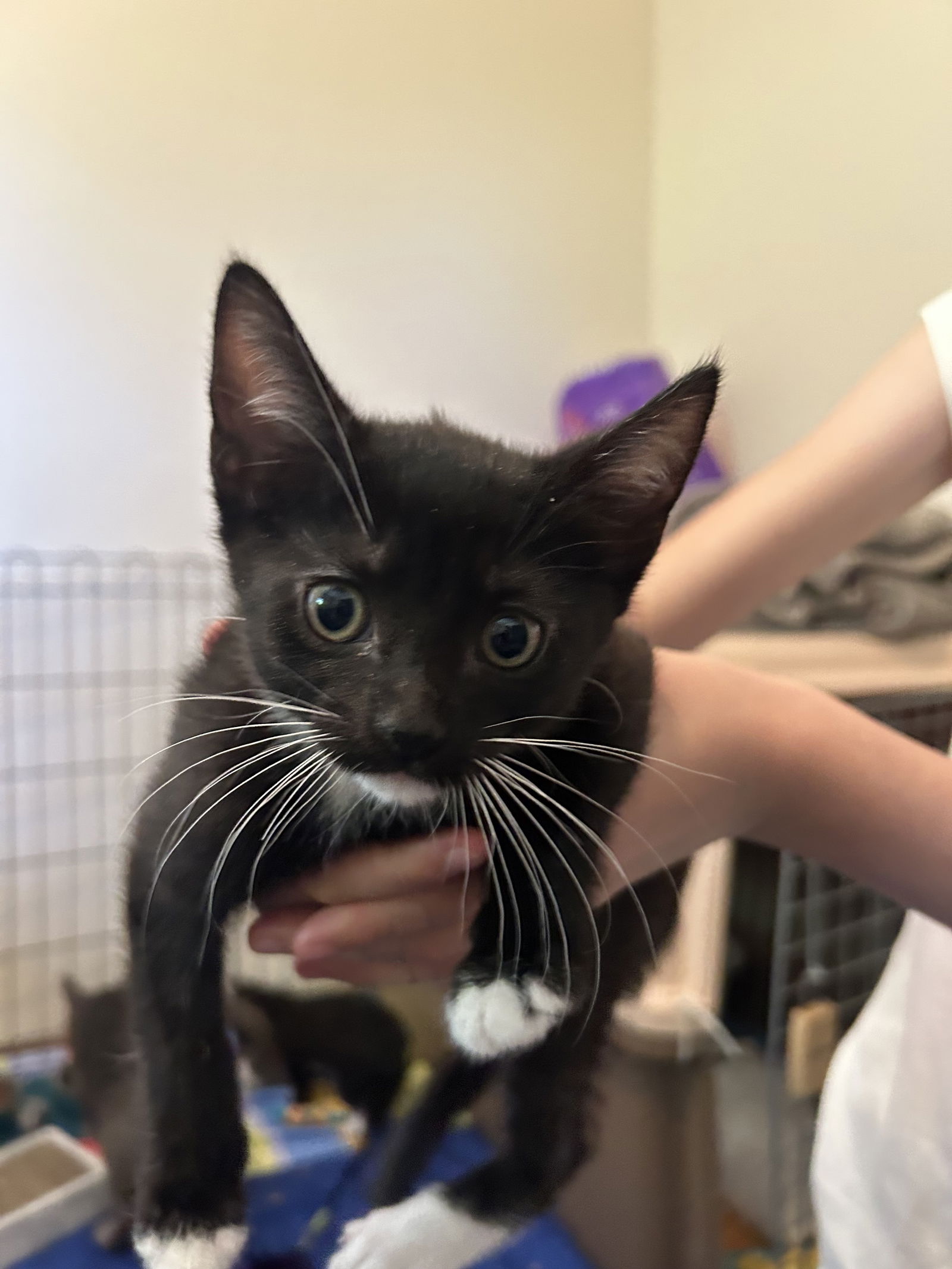 adoptable Cat in Napa, CA named Raven