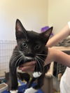 adoptable Cat in napa, CA named Raven