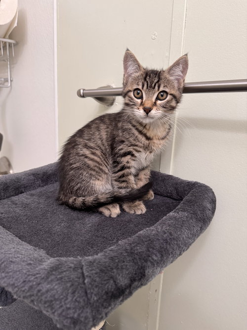 TOMMY ( SYDNEY- BRIT) - Tabby available for adoption
