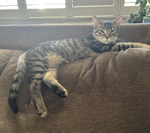 TOMMY ( SYDNEY- BRIT) - Tabby available for adoption