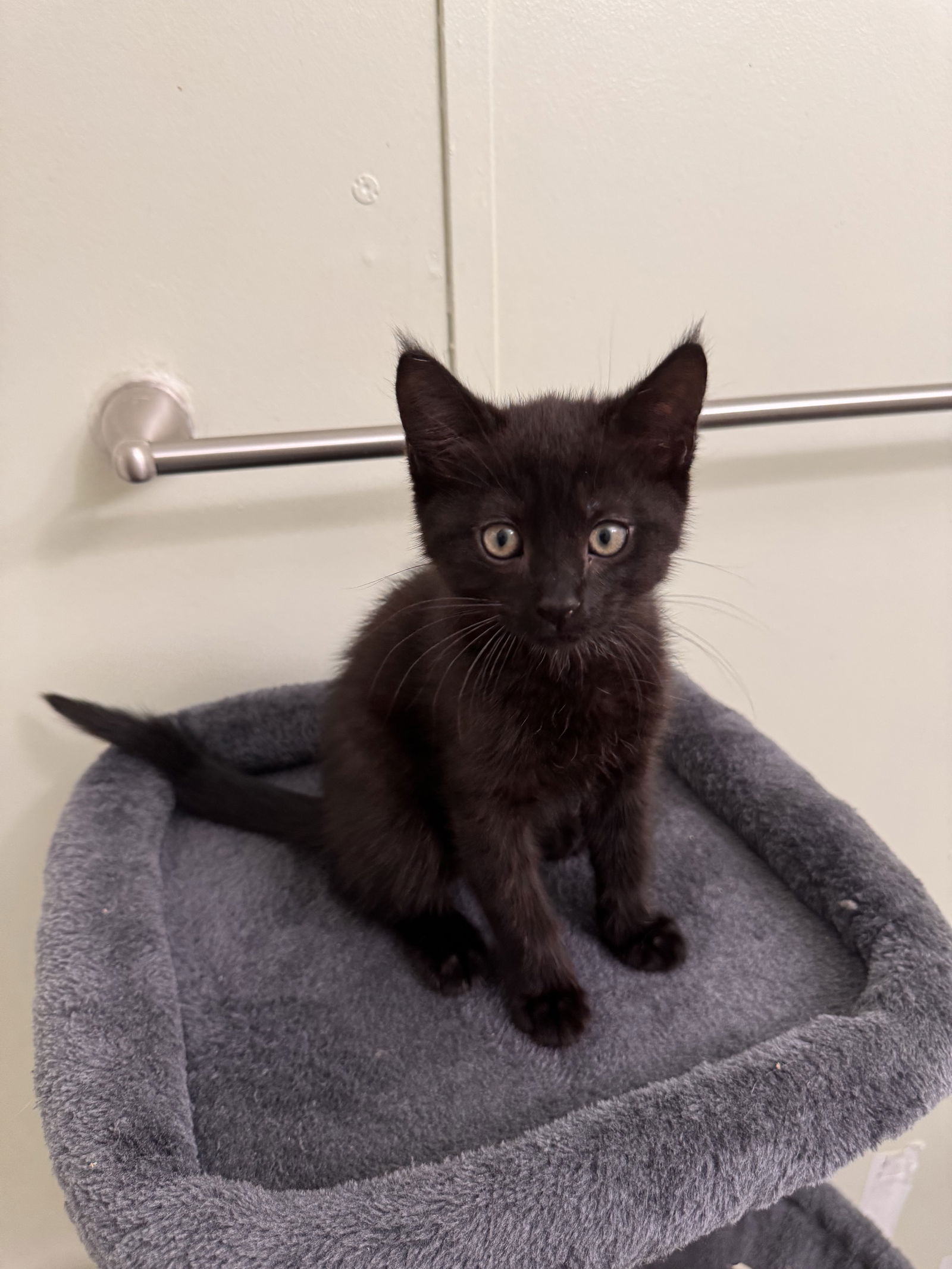 adoptable Cat in Napa, CA named James