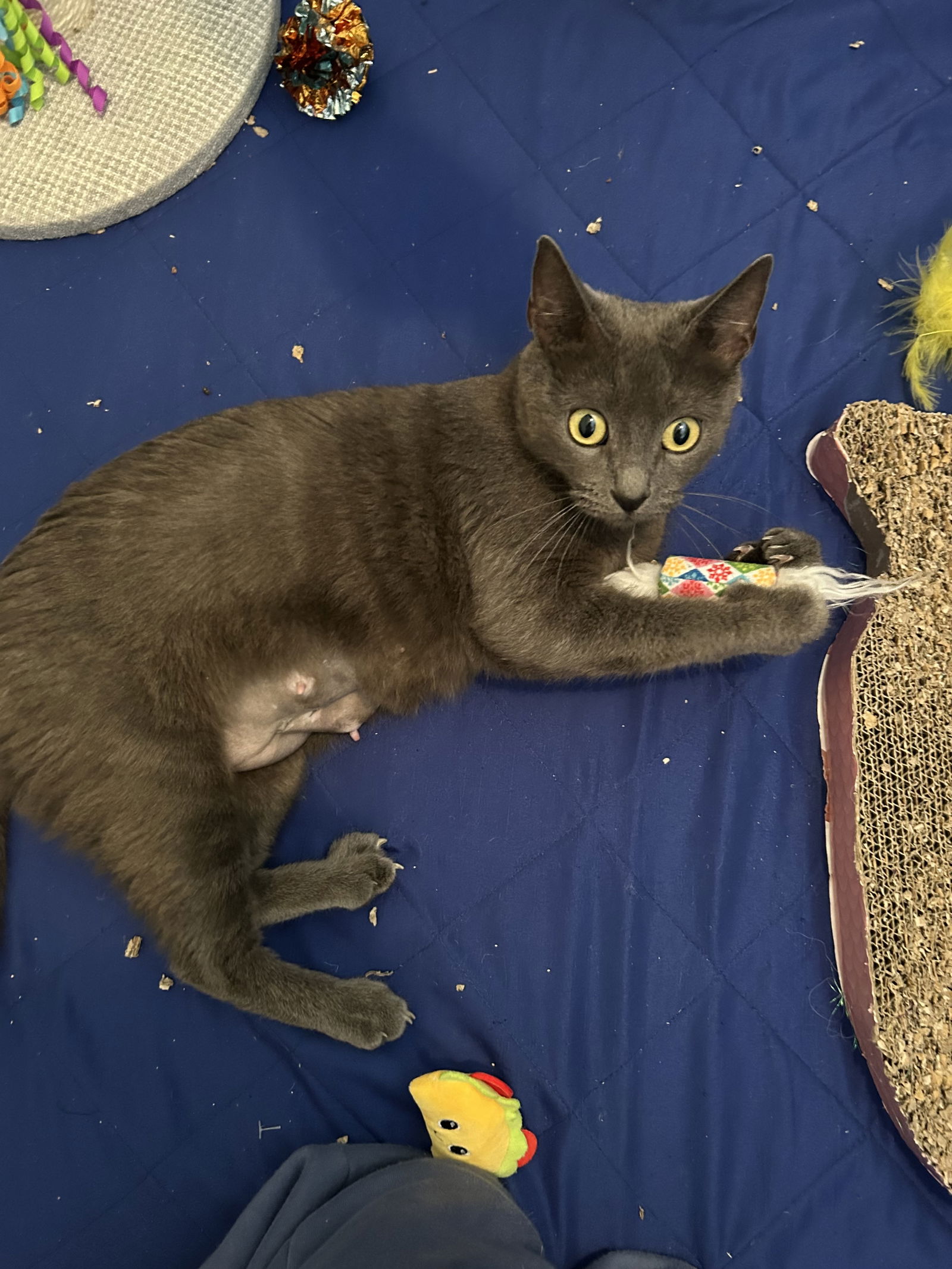 adoptable Cat in Napa, CA named Kai
