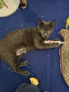 adoptable Cat in napa, CA named Kai