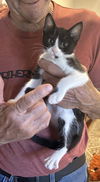 adoptable Cat in napa, CA named Sunshine
