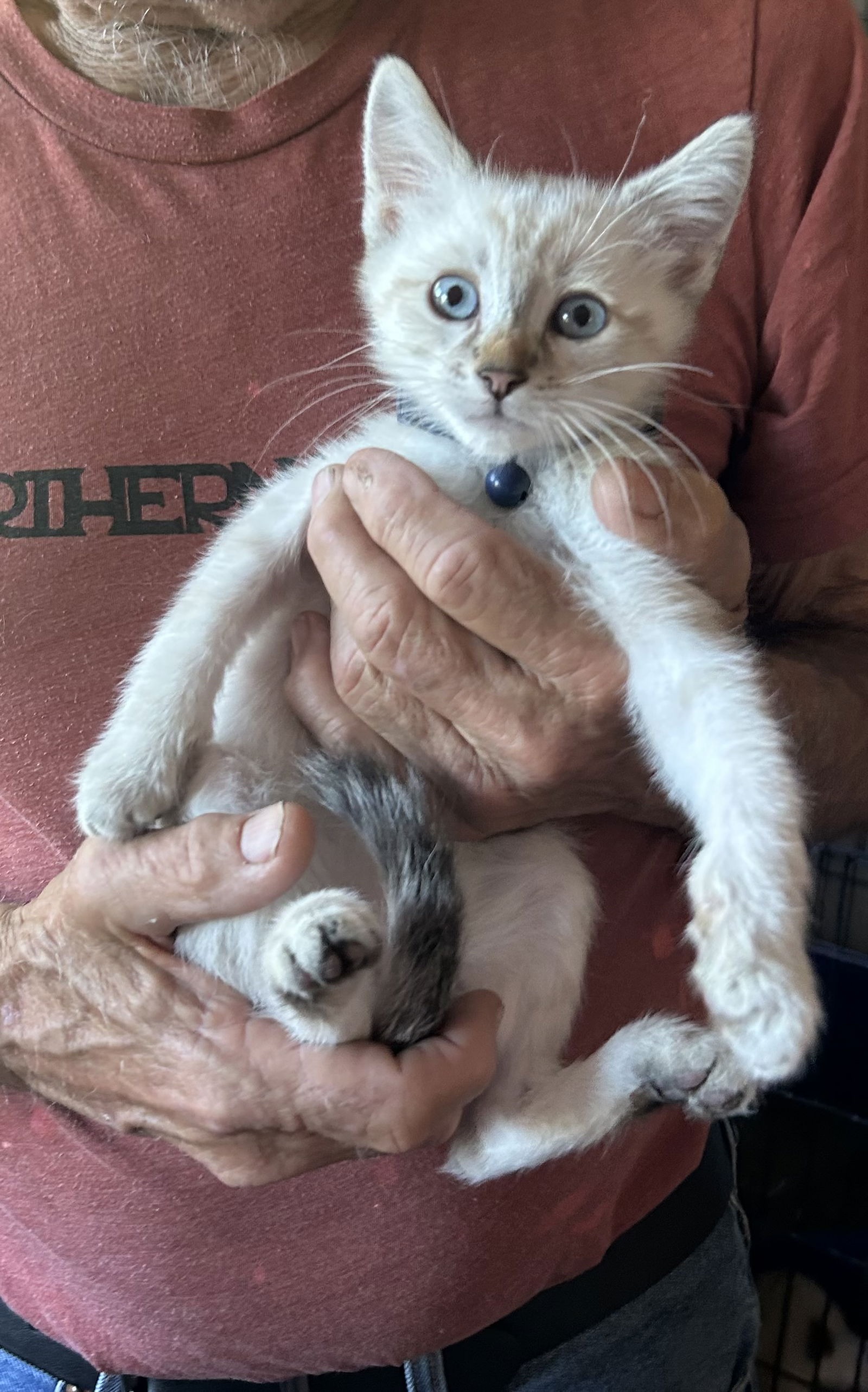adoptable Cat in Napa, CA named Reilly
