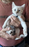 adoptable Cat in napa, CA named Reilly