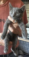 adoptable Cat in napa, CA named Ritz