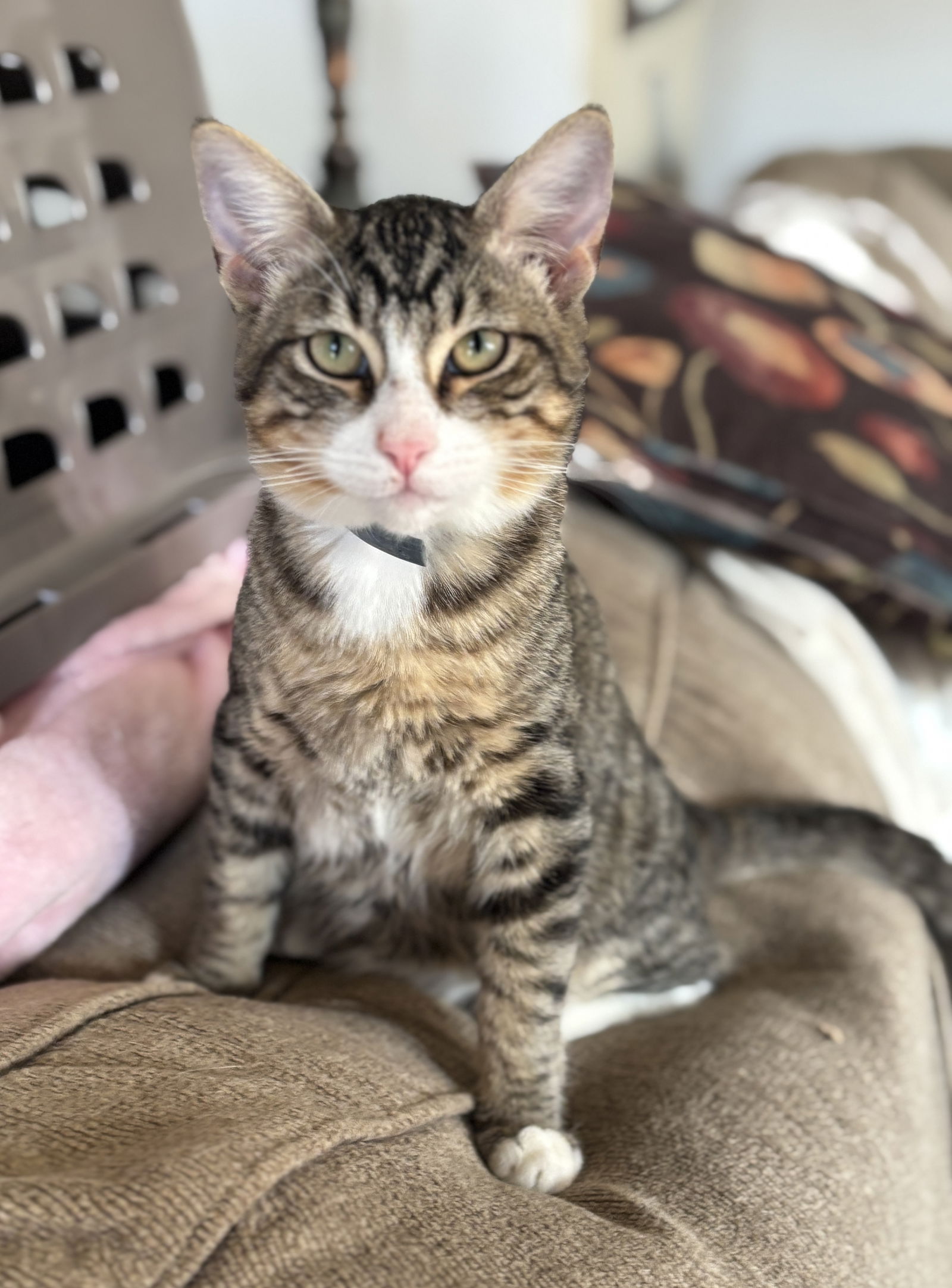 adoptable Cat in Napa, CA named Oyster ( Napa GD)