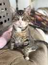 adoptable Cat in napa, CA named Oyster ( Napa GD)