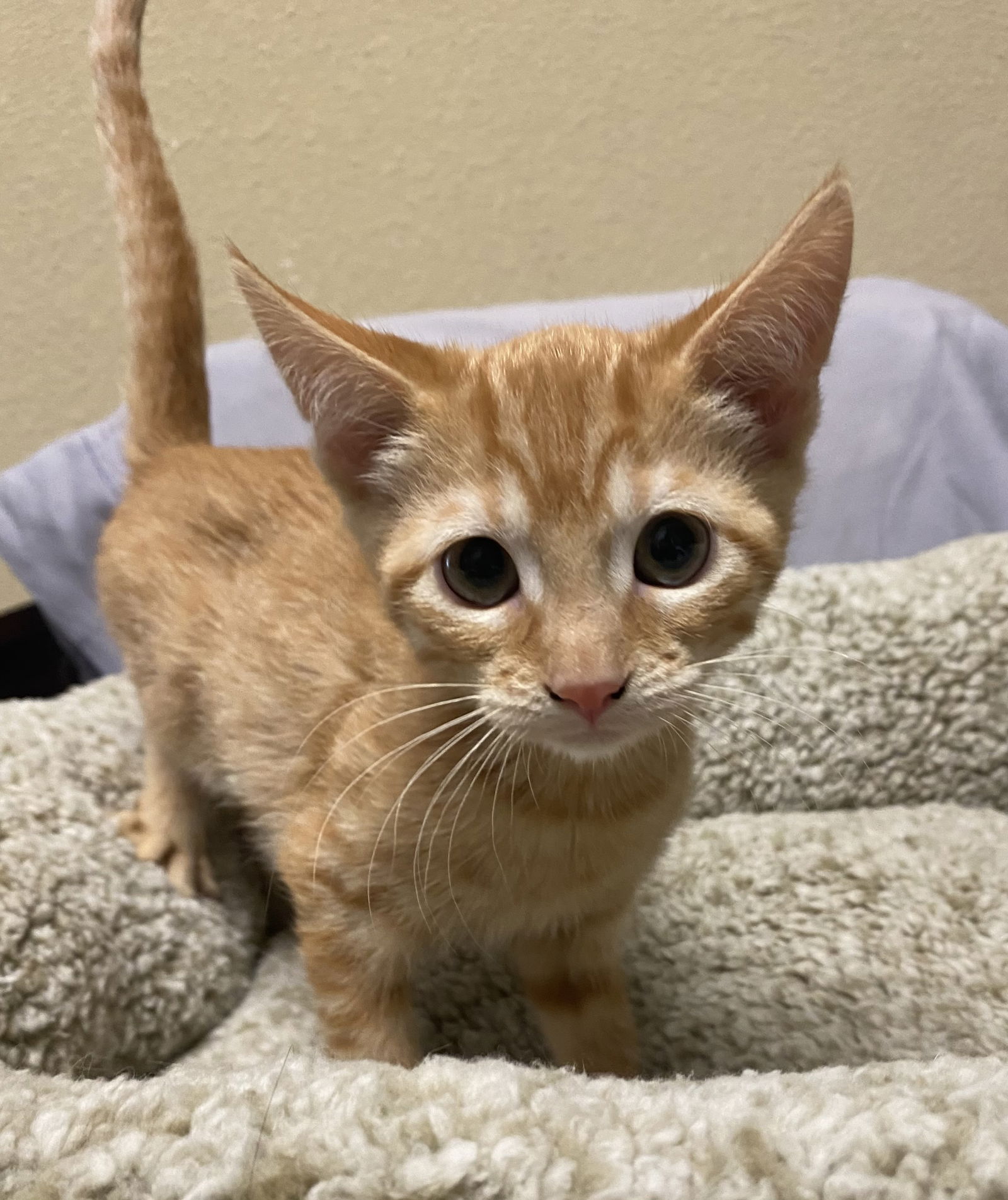 adoptable Cat in Napa, CA named Garfield ( KT)
