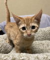 adoptable Cat in napa, CA named Garfield ( KT)