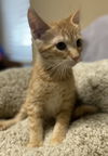 adoptable Cat in napa, CA named Sherbet ( KT)