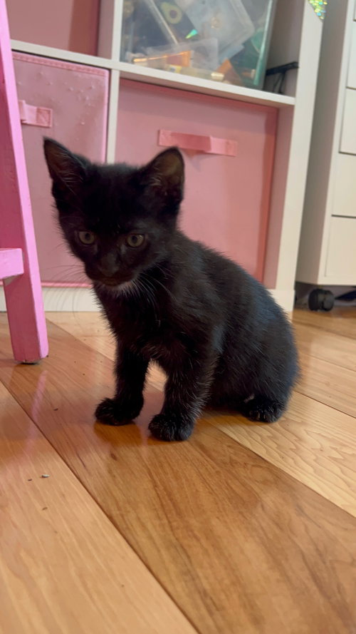 PIGLET ( CS) - Domestic Short Hair available for adoption