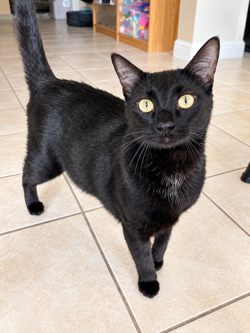 Piglet ( CS), Domestic Short Hair (short coat)
