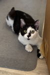 adoptable Cat in  named Capuchin (GD Napa)